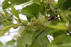 Ziziphus xylopyrus